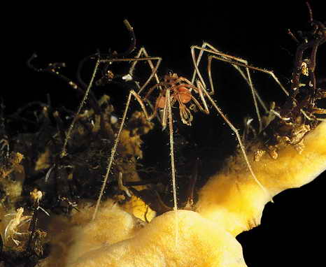 Самец морского паука Nymphon longitarse, пойманный в Белом море. Фото С.А.Белорусцевой