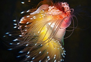 Подводные беломорские красоты