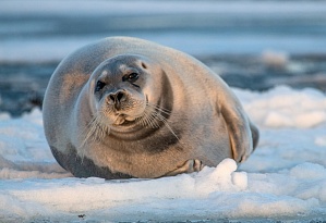 Уникальный фототур "Тюлени Белого моря в мае"! Приглашаем!