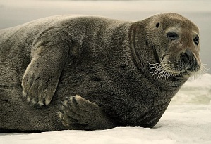 Стартовала детская программа «На поиски тюленей»