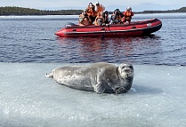 Супер-фото с программы "На поиски тюленей"