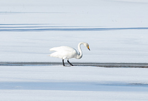 Белые лебеди на Белом море