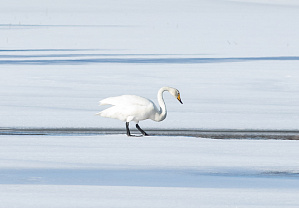 Белые лебеди на Белом море