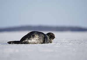 Рассказ о тюленях Белого моря