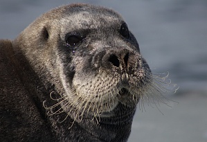 Видеоотчёт с программы "На поиски тюленей" 2022