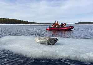 "На поиски тюленей" в мае 2024