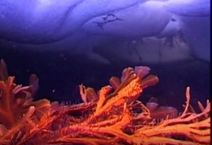 Подлёдный дайвинг на Белом море. Клуб Белый тюлень.